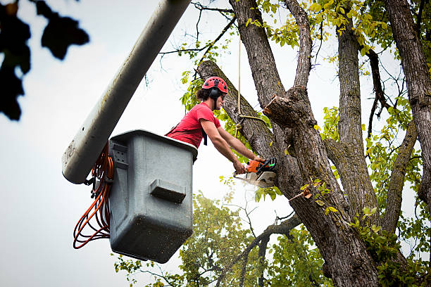 Best Emergency Tree Removal Services  in USA